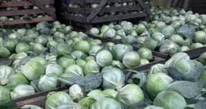 Уборочная кампания в Ярославской области порадовала хорошими результатами