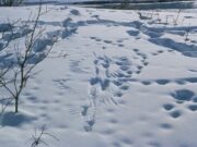 Сколько диких животных сейчас обитает в Ярославской области