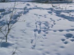 Сколько диких животных сейчас обитает в Ярославской области