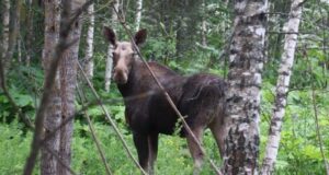Браконьер заплатил почти полмиллиона рублей за убийство лося под Рыбинском