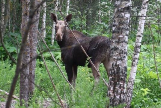 Браконьер заплатил почти полмиллиона рублей за убийство лося под Рыбинском
