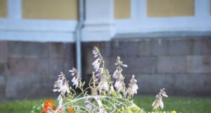 Рыбинск, озелененный руками жителей