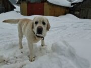 За самовыгул собак хозяева ответят рублем