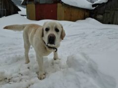 За самовыгул собак хозяева ответят рублем