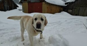 За самовыгул собак хозяева ответят рублем