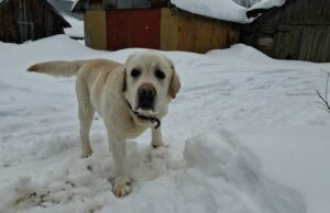 За самовыгул собак хозяева ответят рублем