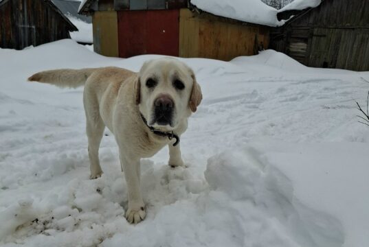 За самовыгул собак хозяева ответят рублем