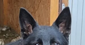 Человек собаке друг