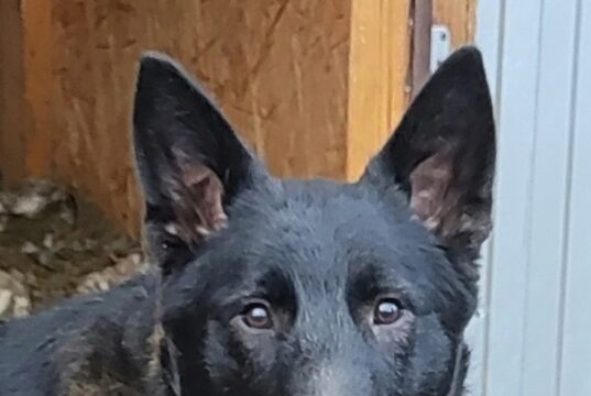 Человек собаке друг