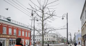 В Рыбинске начали ежегодную обрезку деревьев