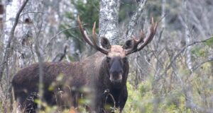 С 18 по 27 апреля в Ярославской области пройдёт сезон весенней охоты