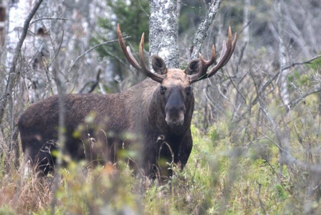 С 18 по 27 апреля в Ярославской области пройдёт сезон весенней охоты