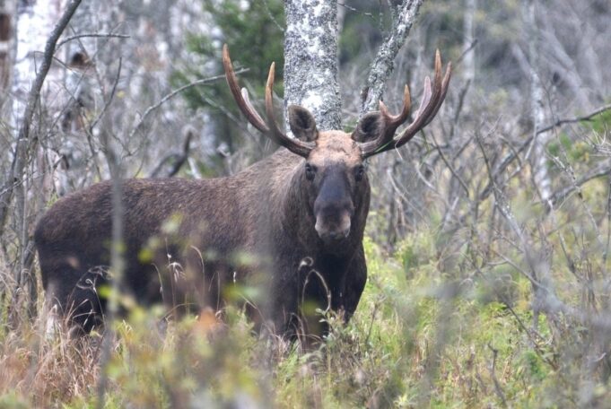 С 18 по 27 апреля в Ярославской области пройдёт сезон весенней охоты