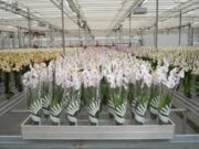 Михаил Евраев: «Ярославская область является одной из самых привлекательных для инвестиционных вложений»