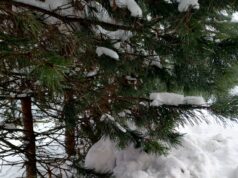 Весна наступила, а зимний осадок остался