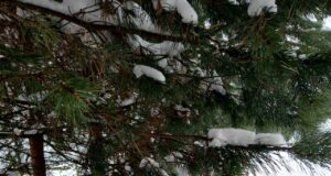 Весна наступила, а зимний осадок остался