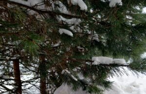 Весна наступила, а зимний осадок остался