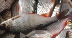 В Ярославской области начался сезон нереста рыбы, поэтому её ловля запрещена.