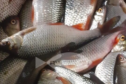 В Ярославской области начался сезон нереста рыбы, поэтому её ловля запрещена.