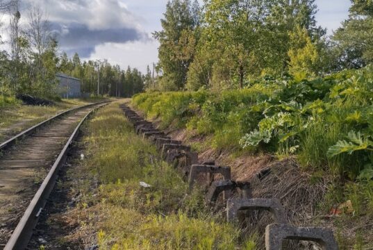 Рыбинцы обращают внимание на борщевик в черте города