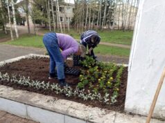 Рыбинск расцветает: в городе начали оформлять клумбы