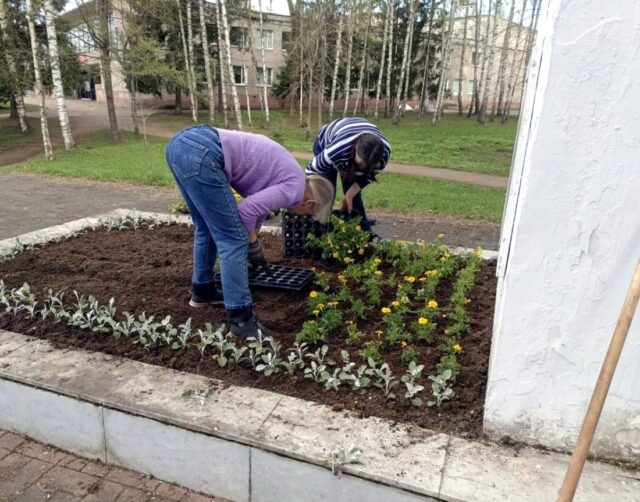 Рыбинск расцветает: в городе начали оформлять клумбы