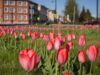Скоро в Рыбинске начнут высаживать цветы