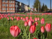 Скоро в Рыбинске начнут высаживать цветы