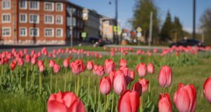 Скоро в Рыбинске начнут высаживать цветы