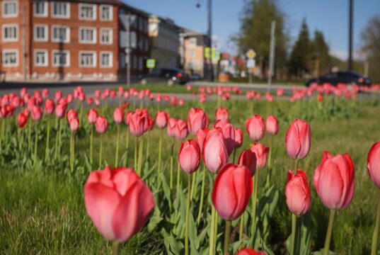 Скоро в Рыбинске начнут высаживать цветы