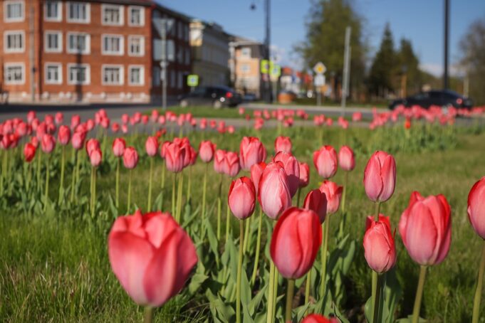 Скоро в Рыбинске начнут высаживать цветы