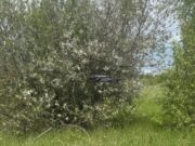 В Ярославской области для поиска пропавших людей начали использовать беспилотники