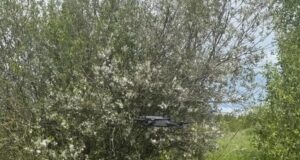 В Ярославской области для поиска пропавших людей начали использовать беспилотники