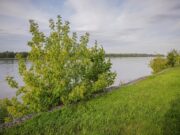 В Рыбинске приведут в порядок нижний ярус набережной