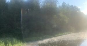 Названы предварительные причины массовой гибели рыбы под Рыбинском