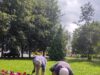 На новых клумбах Рыбинска не все цветы смогли прижиться. В МБУ «ДЭС» объяснили, с чем это связано