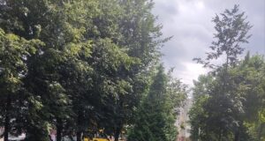 На новых клумбах Рыбинска не все цветы смогли прижиться. В МБУ «ДЭС» объяснили, с чем это связано