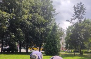На новых клумбах Рыбинска не все цветы смогли прижиться. В МБУ «ДЭС» объяснили, с чем это связано