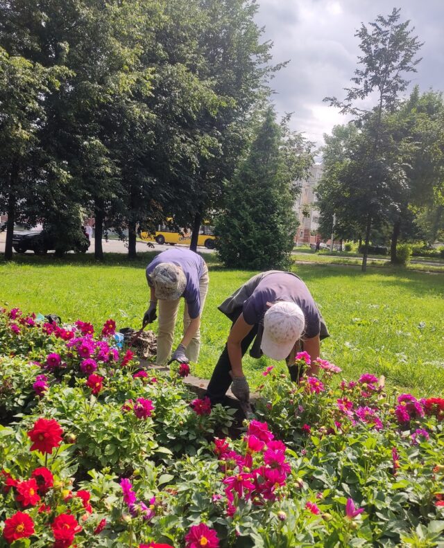 На новых клумбах Рыбинска не все цветы смогли прижиться. В МБУ «ДЭС» объяснили, с чем это связано