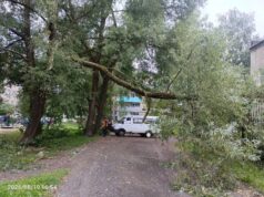 174 аварийных дерева ликвидировали в Рыбинске за последний месяц