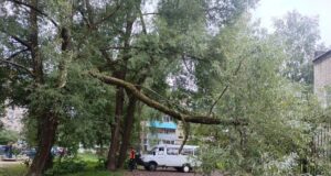 174 аварийных дерева ликвидировали в Рыбинске за последний месяц