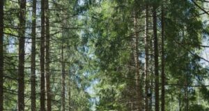 Родители Рыбинска могут бесплатно отправить ребёнка в лагерь «Высоковский бор» на осенние каникулы