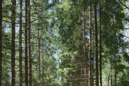 Родители Рыбинска могут бесплатно отправить ребёнка в лагерь «Высоковский бор» на осенние каникулы